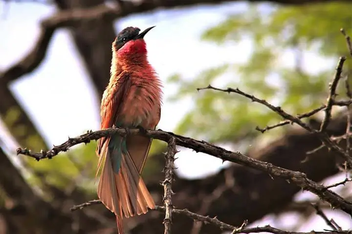 Southern carmine bee-eater